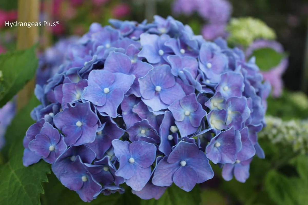 aedhortensia miss hepburn 5l potis hortensia istik