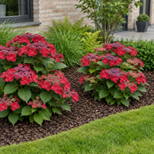 Hortensia ‘Red Bull’