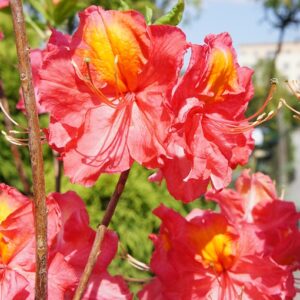 rhododendron juanita asalea