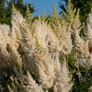 astilbe õitsev püsik aias