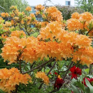 azalea doloroso oranžid õied