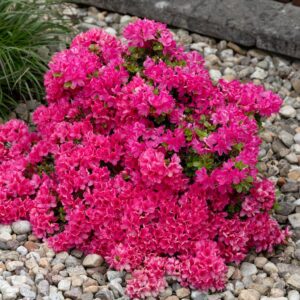 azalea japonica canzonetta roosade õitega ilupõõsas