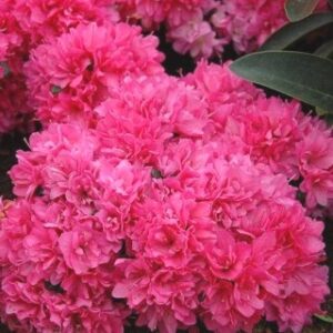 azalea japonica melina roosade õitega jaapani azalea