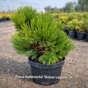 Pinus heldreichii ‘Grüne Lagune’ – poogitud Kreeta mänd 5L potis