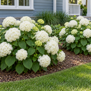 Hortensia Annabelle Levala Puukool