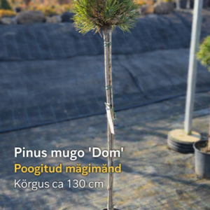 Pinus mugo Dom poogitud mägimänd 130 cm potitaim
