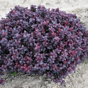 Berberis thunbergii Concorde tumepunane kukerpuu