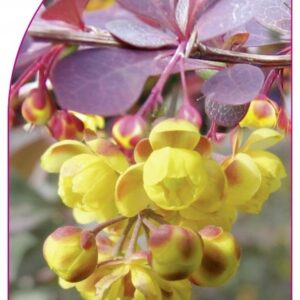 Berberis ottawensis Superba tumepunane kukerpuu
