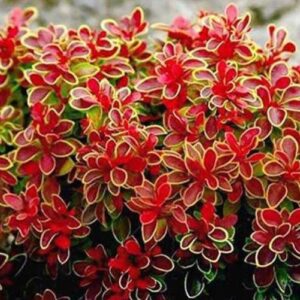 Berberis thunbergii Admiration punane kukerpuu kollase servaga