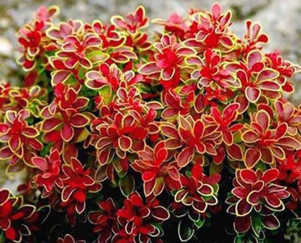 Berberis thunbergii Admiration punane kukerpuu kollase servaga