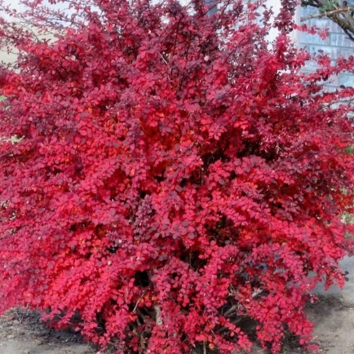 Berberis thunbergii Atropurpurea Nana tumepunane kukerpuu
