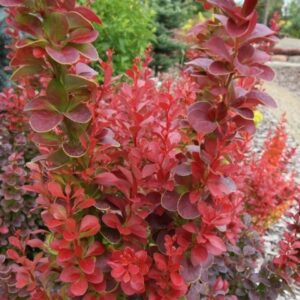 Berberis thunbergii Florence