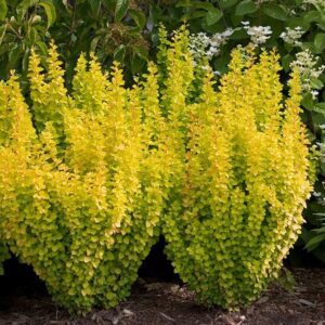 Berberis thunbergii Golden Rocket kollane sammas kukerpuu