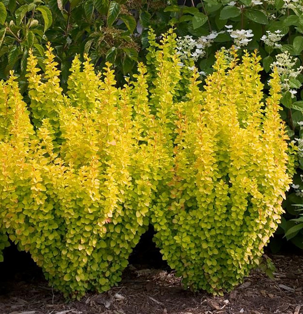 Berberis thunbergii Golden Rocket kollane sammas kukerpuu
