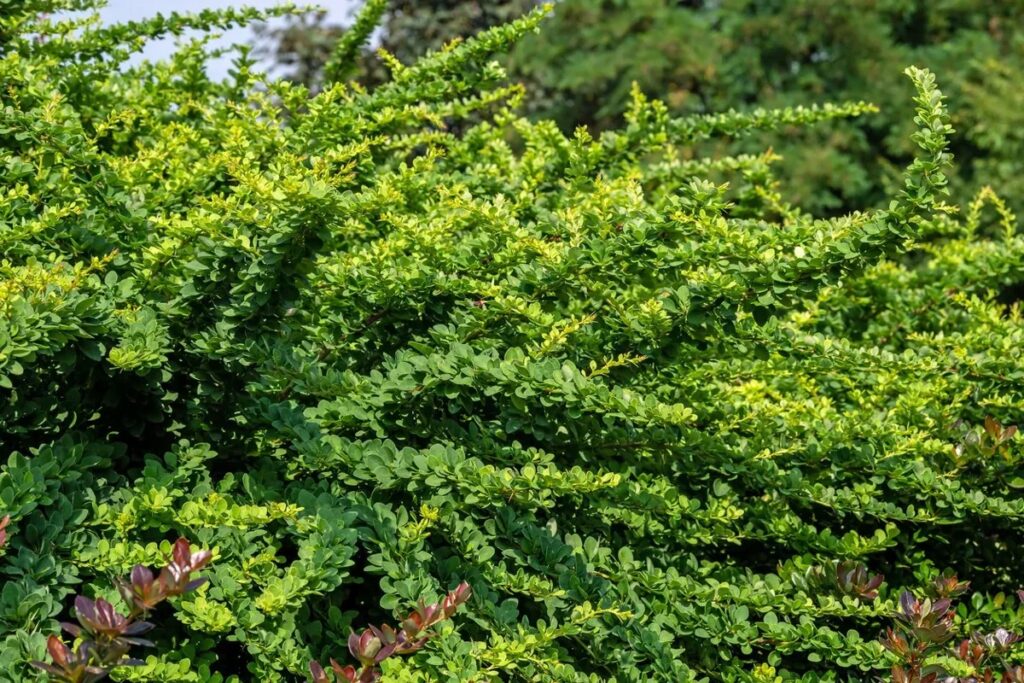 Berberis thunbergii Green Carpet madal kukerpuu
