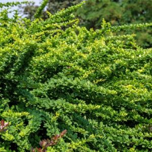 Berberis thunbergii Green Carpet madal kukerpuu