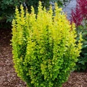 Berberis thunbergii Maria kollane kukerpuu potitaim