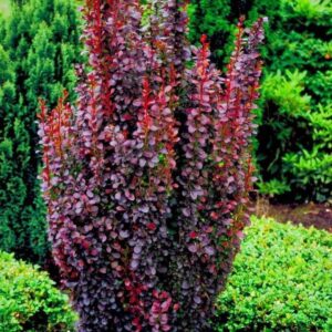 Berberis thunbergii Red Rocket sammas kukerpuu