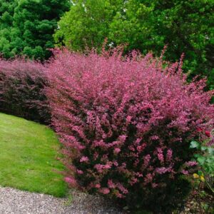 Berberis thunbergii Rose Glow roosakirju kukerpuu