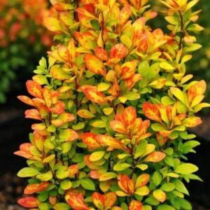 Berberis thunbergii Summer Sunset dekoratiivne kukerpuu