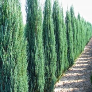 Kaljukadakas Blue Arrow kitsas sammasjas sinakas okaspuu aias