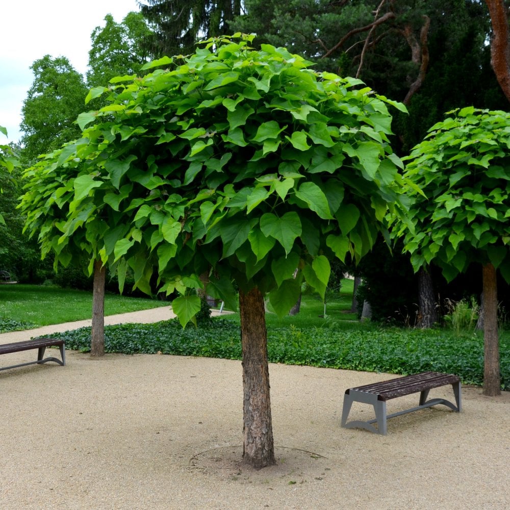 Catalpa bignonioides Nana trompetipuu