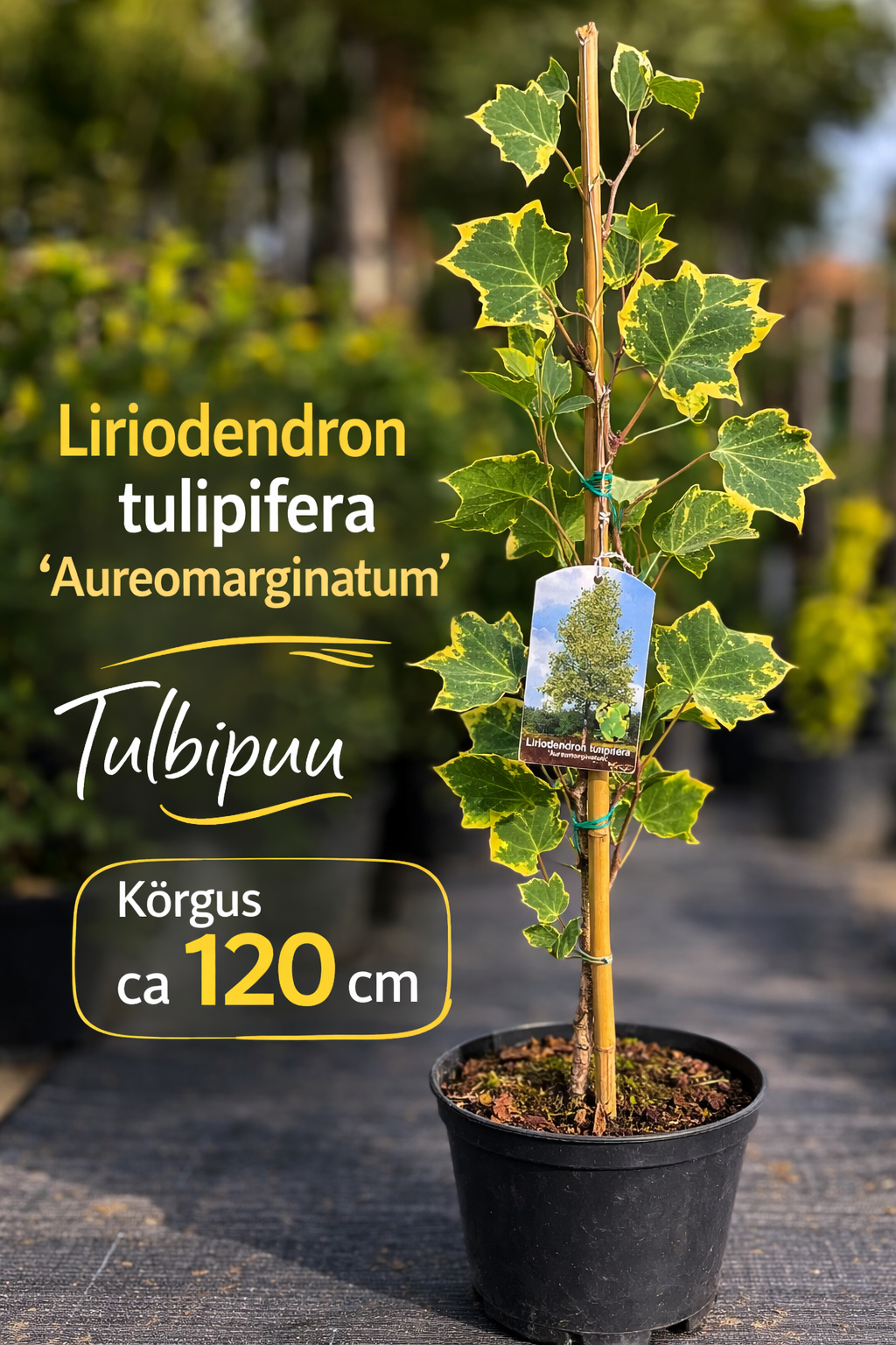 poogitud ameerika tulbipuu aureomarginatum 120 cm potitaim