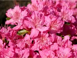 Azalea japonica Kirstin
