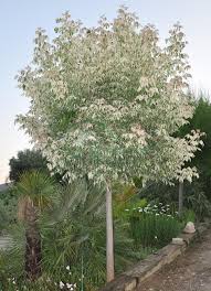 Poogitud vahe Flamingo 2,5 m