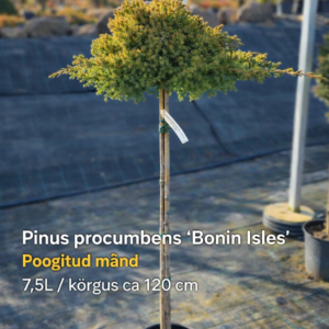 Pinus procumbens 'Bonin Isles' poogitud mänd 120 cm