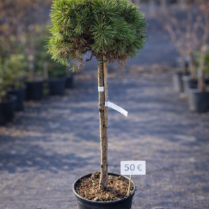 Poogitud mägimänd Pinus mugo ‘Benjamin’ – 120 cm