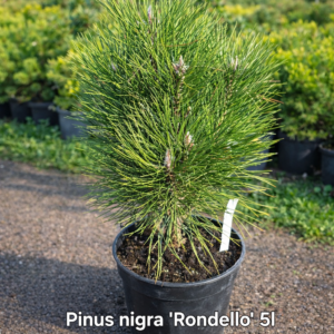 Pinus nigra Rondello poogitud must mänd 5L potis