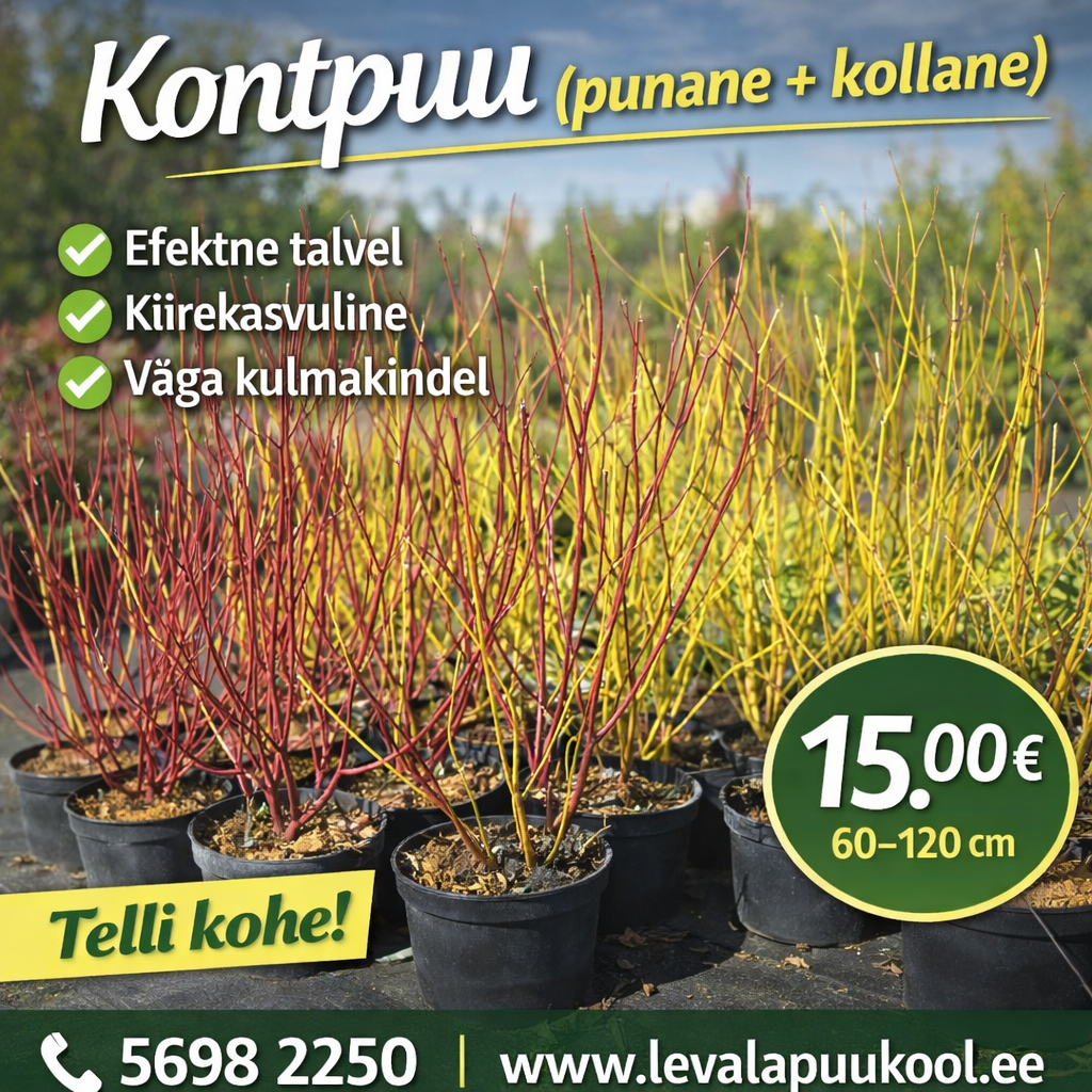kontpuu