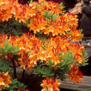 azalea mollis mayaro orange flowers