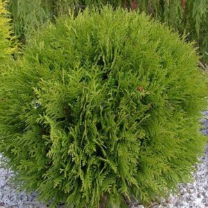 Elupuu 'Hoseri' (Thuja occidentalis 'Hoseri')