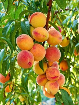 Prunus persica 'Inka'