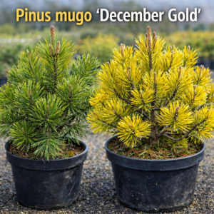 pinus detsember gold
