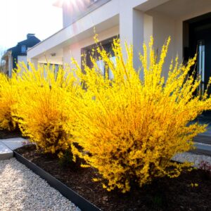 Forsüütia Goldzauber kollaste õitega kevadine põõsas