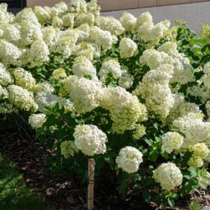 hortensia Mont Blanc valgete õisikutega pöörishortensia