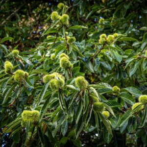 Harilik kastan Castanea sativa viljadega kastanipuu