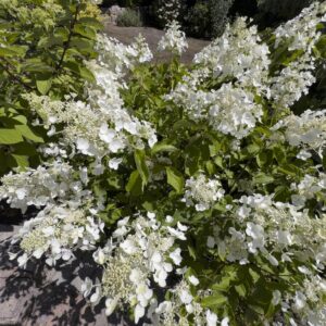 hortensia Diamantino valgete õisikutega pöörishortensia