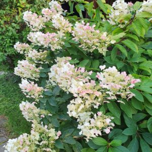 hortensia diamantino valge aedhortensia õitsev põõsas