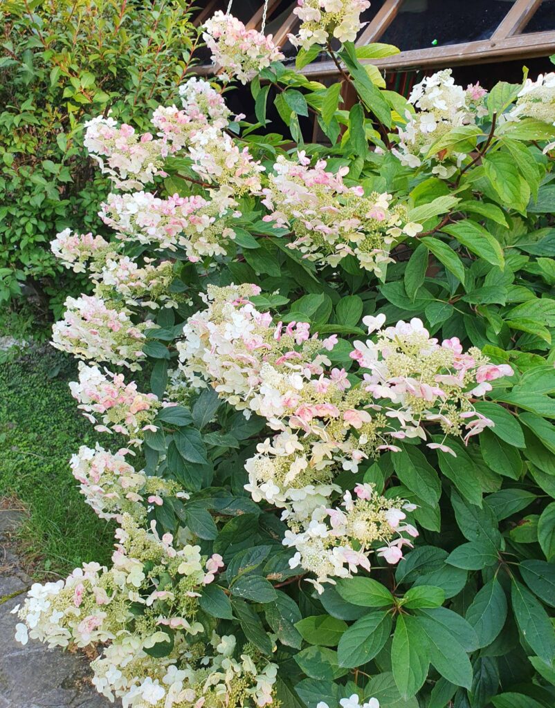 hortensia diamantino valge aedhortensia õitsev põõsas