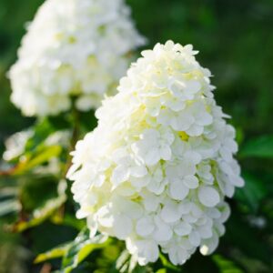 hortensia hercules suurte valgete õisikutega aedhortensia