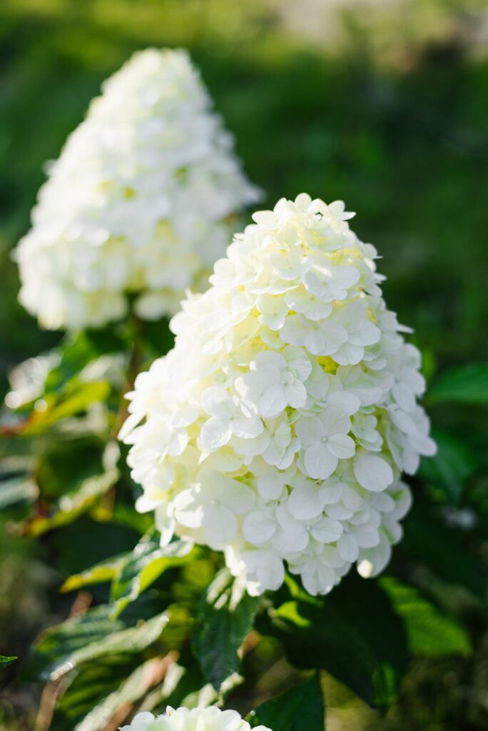 hortensia hercules suurte valgete õisikutega aedhortensia