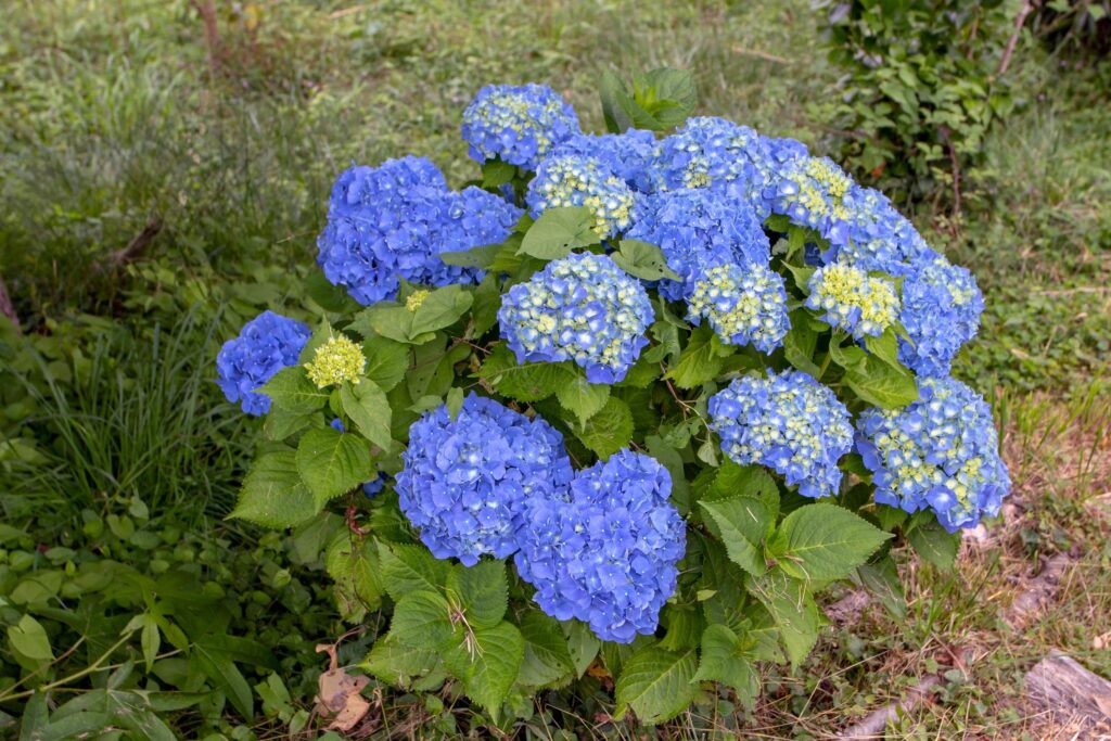 hortensia jib blue