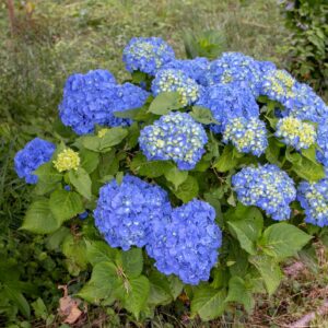 hortensia jib blue