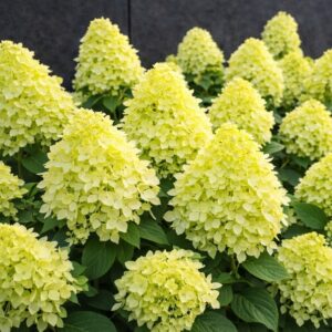 hortensia magical candle valgete õisikutega aedhortensia