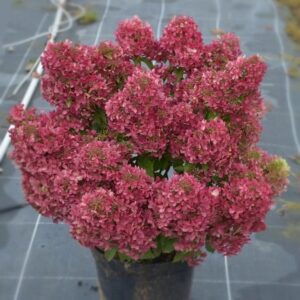 hortensia petite star kompaktne aedhortensia roosade õitega