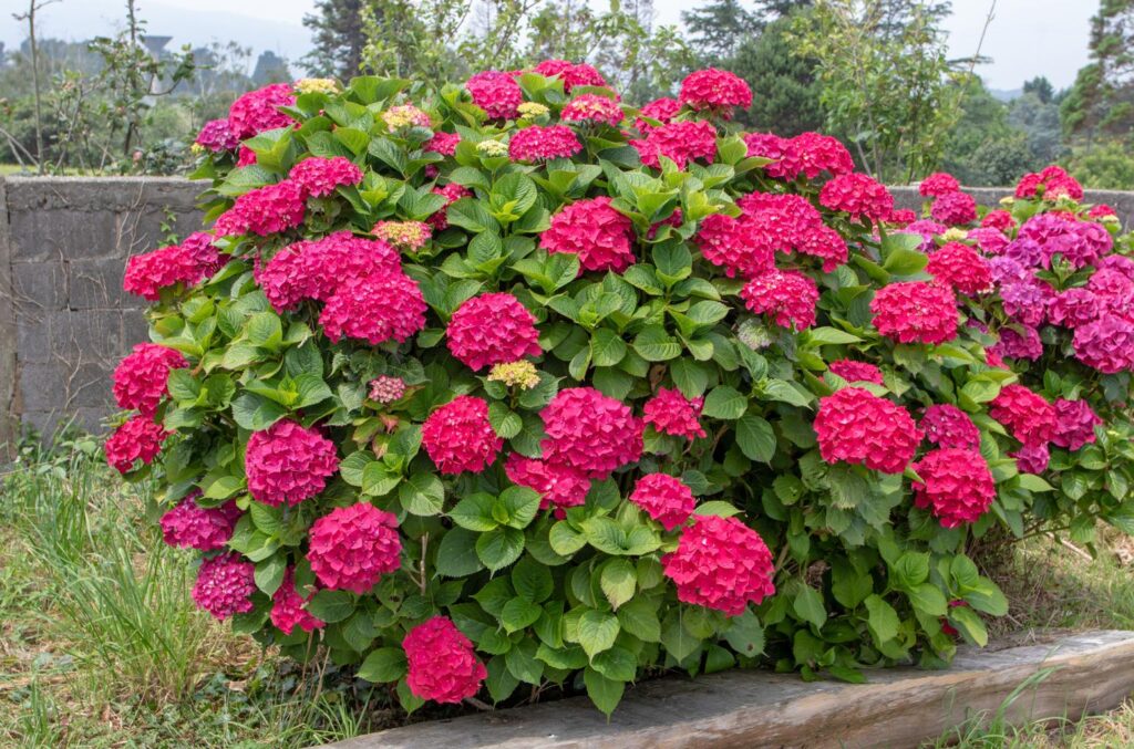 hortensia Royal Red punaste õitega hortensia põõsas